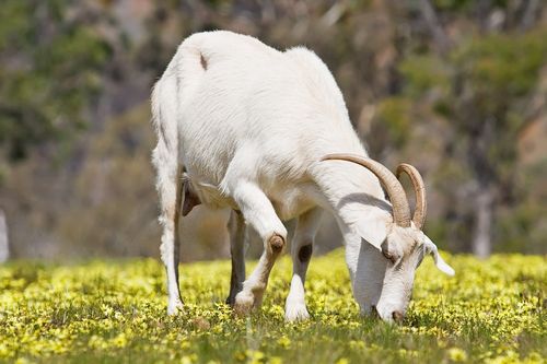 Определение коз